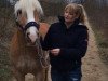 dressage horse Wessel van Der Valk (Haflinger, 2008, from Winser)