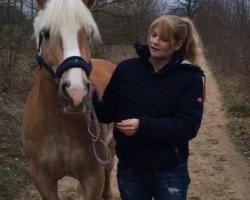 dressage horse Wessel van Der Valk (Haflinger, 2008, from Winser)