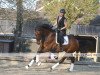 dressage horse Sarotti (Hanoverian, 2015, from Sarotti Mocca-Sahne)