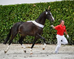 Springpferd Contessa H II CH (Schweizer Warmblut, 2013, von Cornetino 231 FIN)