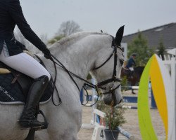 Springpferd Vangelis des Pres CH verkauft! (Schweizer Warmblut, 2010, von Verdi)