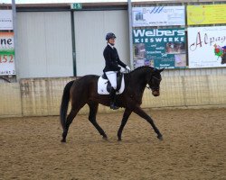 dressage horse Tilda 9 (Trakehner, 2013, from Hibiskus)