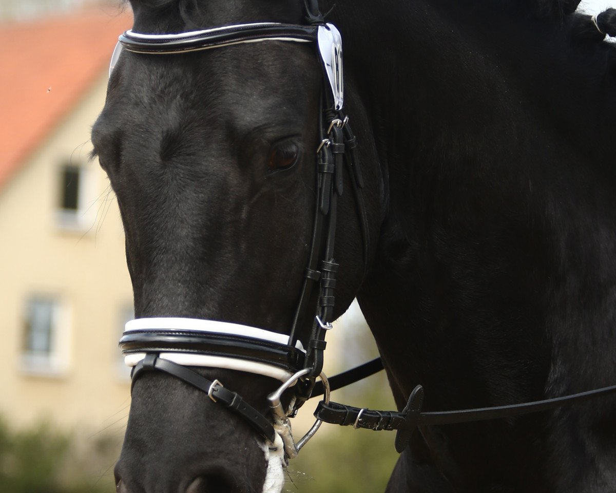 horse Gulliver (Friese, 2010, from Jorn)