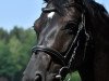 dressage horse Daryl Dixon (Oldenburg, 2011, from Diamo Gold)