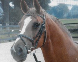 broodmare Festival Dance (Rhinelander, 1989, from Foxtrott)