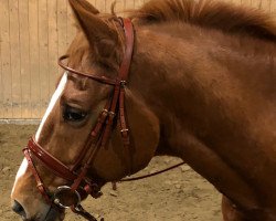 horse Thronfolger (Trakehner, 2003, from Schoenbrunn)