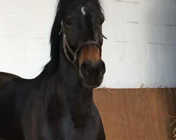 dressage horse Blickfang (Trakehner, 2010, from Elfado)