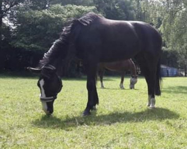 horse Quino (Luxembourg horse,  , from Quel Hero de Muze)