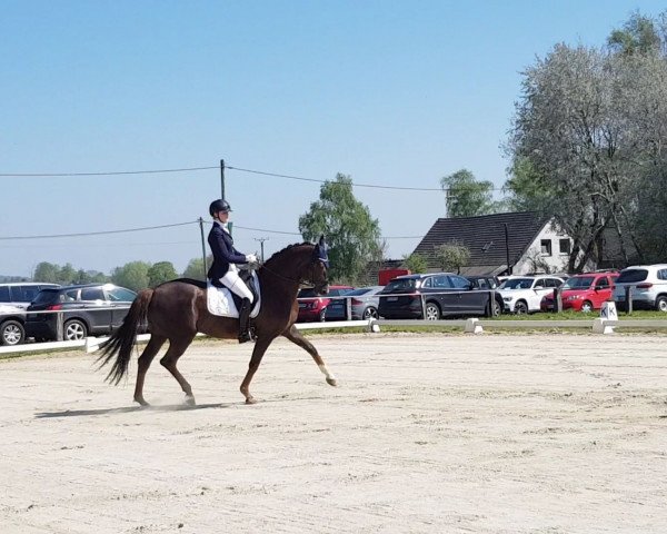dressage horse Dressed for Success (Hanoverian, 2004, from Don Frederico)