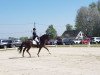 dressage horse Dressed for Success (Hanoverian, 2004, from Don Frederico)