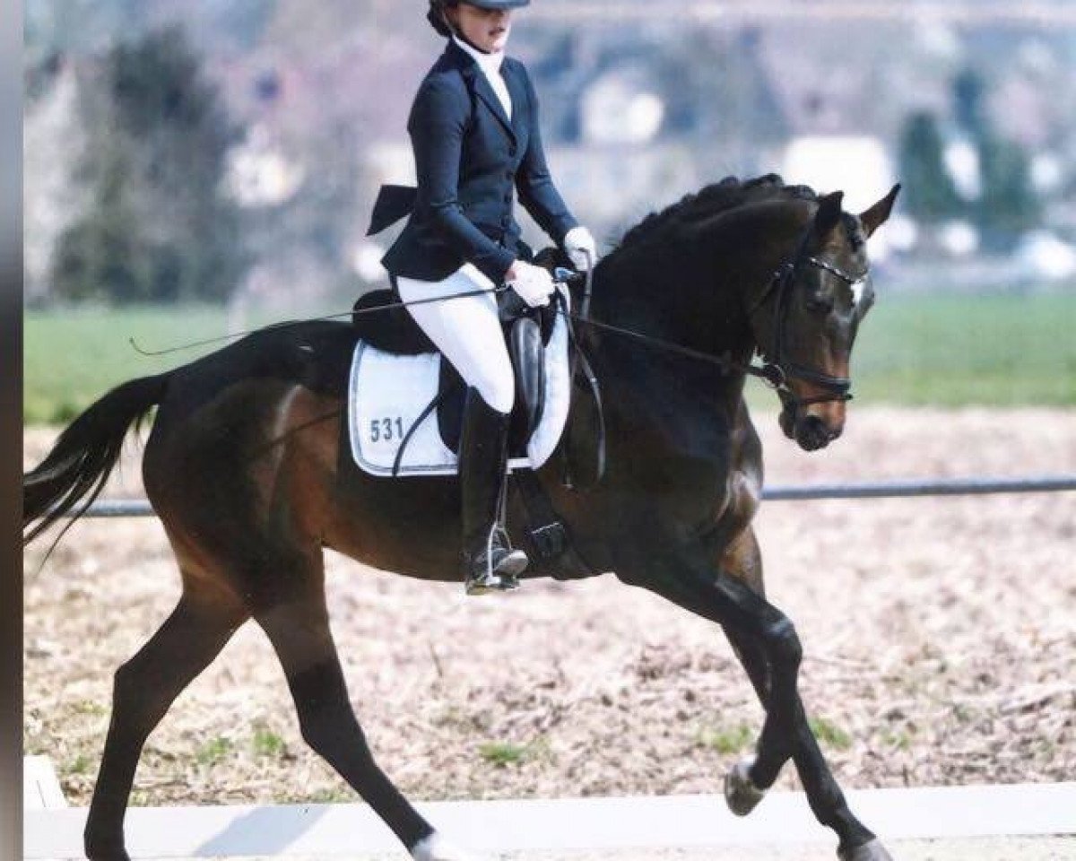 dressage horse Frieda W 2 (Oldenburg, 2015, from Foundation 2)