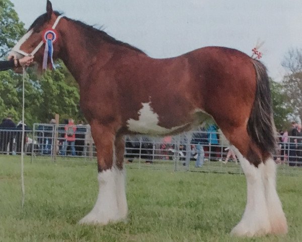 Zuchtstute Herkules First Lady (Clydesdale, 2015, von Woodhouse Lucky Strike)