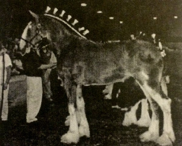 broodmare Springhollow's Elegant Contessa (Clydesdale, 2002, from Green Leaf Prestige)