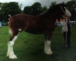 Zuchtstute Bandirran Lady Christina (Clydesdale, 2013, von Great American G.W. Carver)