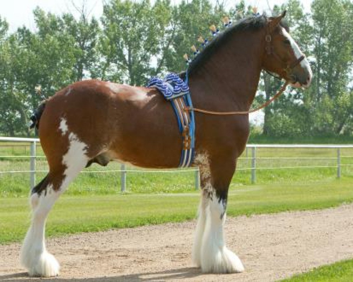 stallion Willow Way Kelso (Clydesdale, 2010, from Willow Way Bacardi)