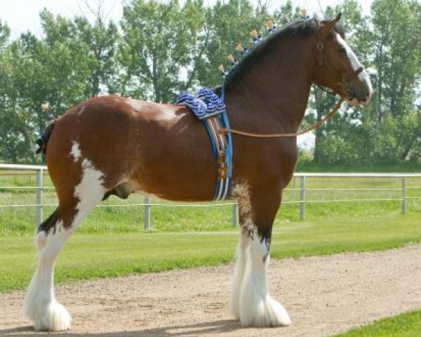 stallion Willow Way Kelso (Clydesdale, 2010, from Willow Way Bacardi)