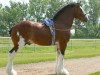 Deckhengst Willow Way Kelso (Clydesdale, 2010, von Willow Way Bacardi)