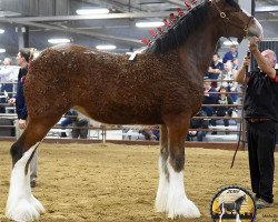 Zuchtstute Anderson's Gabrielle (Clydesdale, 2017, von Willow Way Kelso)