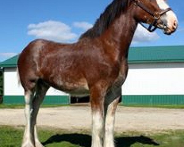 stallion Cawood Commodore (Clydesdale, 2012, from Carnaff Ambassador)