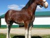 Deckhengst Cawood Commodore (Clydesdale, 2012, von Carnaff Ambassador)