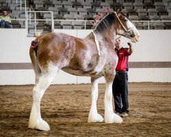 Zuchtstute Anderson's Felicity (Clydesdale, 2015, von Cawood Commodore)