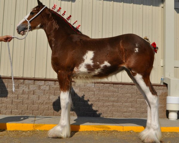 broodmare Anderson's Ovation (Clydesdale, 2013, from Bogton Barnaby)