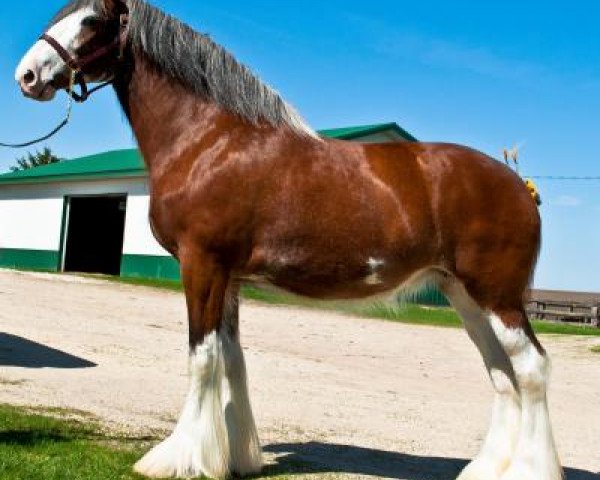 Zuchtstute Cypress Creek Animay's Amaretta (Clydesdale, 2007, von 2S Maxton Prince Charles)