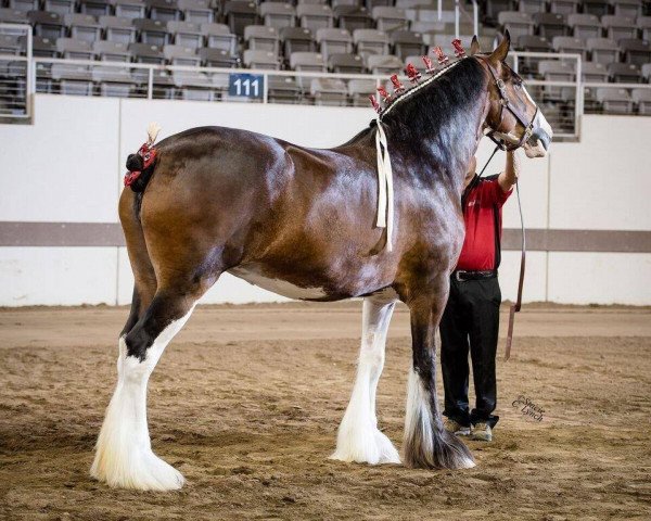 broodmare Anderson's Amoretta (Clydesdale, 2014, from Glenbuchat)