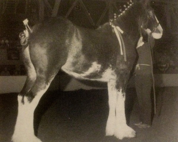 broodmare Armageddon's Mistress Eve (Clydesdale, 1990, from Solomon's Commander)