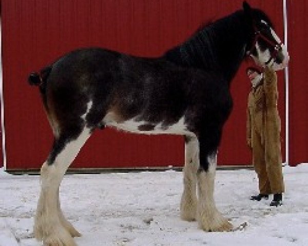 stallion Solomon's Tim (Clydesdale, 1999, from Westgate Prime Time)