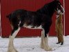 stallion Solomon's Tim (Clydesdale, 1999, from Westgate Prime Time)