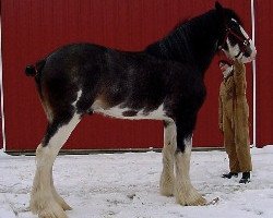 Deckhengst Solomon's Tim (Clydesdale, 1999, von Westgate Prime Time)