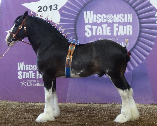 stallion Armageddon's Lord Lazarus (Clydesdale, 2006, from Solomon's Tim)