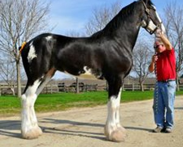 broodmare Blackgate Lorna Doone (Clydesdale, 2011, from Armageddon's Lord Lazarus)