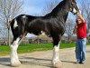 broodmare Blackgate Lorna Doone (Clydesdale, 2011, from Armageddon's Lord Lazarus)