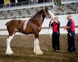 stallion Thorpe Hill Royale (Clydesdale, 2015, from Arradoul Balvenie)