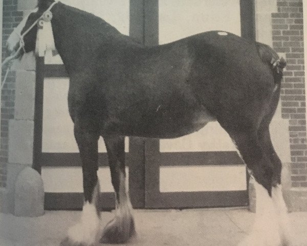 Zuchtstute Andale Queen of Shannon (Clydesdale, 1983, von Bardrill Prince of Wales)