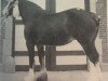 Zuchtstute Andale Queen of Shannon (Clydesdale, 1983, von Bardrill Prince of Wales)