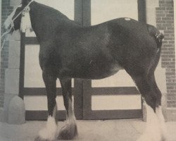 broodmare Andale Queen of Shannon (Clydesdale, 1983, from Bardrill Prince of Wales)