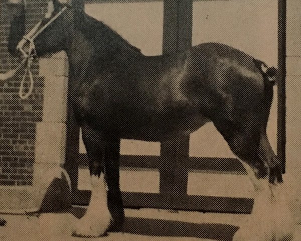 Zuchtstute Andale Bonny Lass (Clydesdale, 1980, von Woodland Glenord)