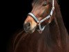 dressage horse Lord Markus (Bavarian, 2013, from Lord Leopold 7)