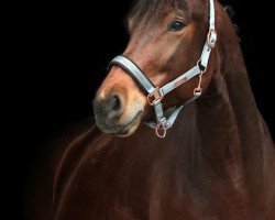 dressage horse Lord Markus (Bavarian, 2013, from Lord Leopold 7)