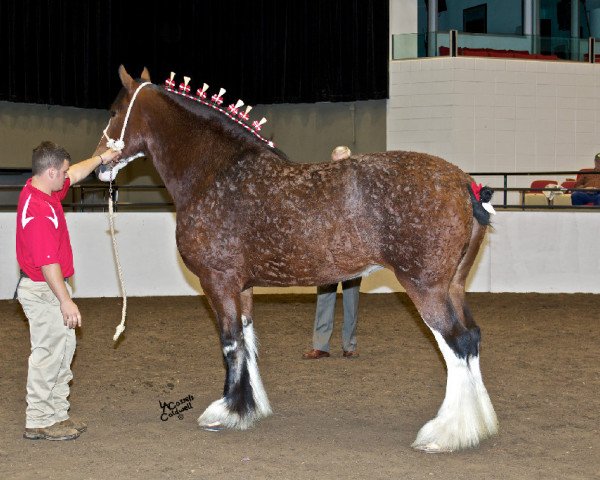 broodmare Andale April Lee (Clydesdale, 2004, from Thistle Ridge Eaton James)