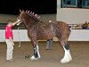 Zuchtstute Andale April Lee (Clydesdale, 2004, von Thistle Ridge Eaton James)