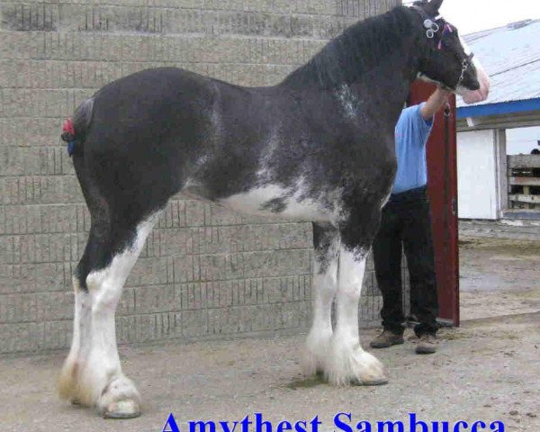 broodmare Amethyst Sambucca (Clydesdale, 2006, from Joseph Lake's Gunsmoke)