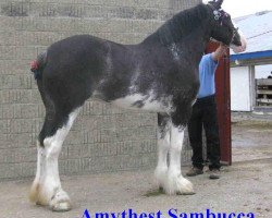 Zuchtstute Amethyst Sambucca (Clydesdale, 2006, von Joseph Lake's Gunsmoke)