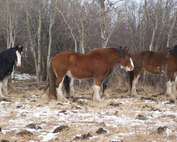 broodmare Amethyst Tia (Clydesdale, 2004, from Live Oak Commander)