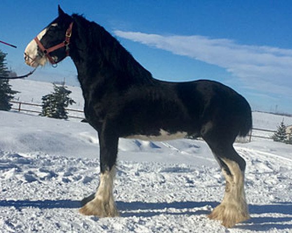 stallion Amethyst Royal Dancer (Clydesdale, 2010, from Grandview Sir El Capitan)