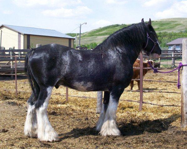 Deckhengst Cranbrook's Mr. Jock (Clydesdale, 2000, von Ayton Black Prince)