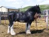 Deckhengst Cranbrook's Mr. Jock (Clydesdale, 2000, von Ayton Black Prince)